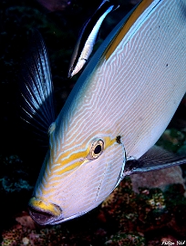 Maldives 2021 - Chirurgien a queue blanche - Pale surgeonfish - acanthurus mata - DSC00259_rc